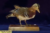 藏品(鴛鴦)的圖片